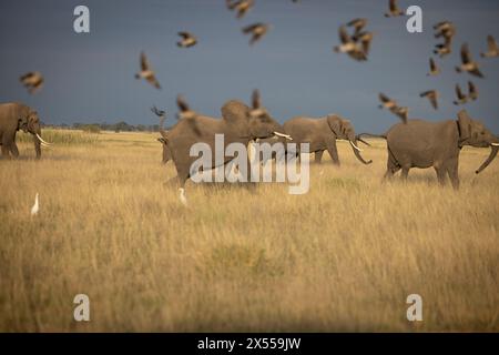 Elefantenherde mit Vögeln im Amboseli-Nationalpark im Kajiado County, Kenia, Ostafrika. Stockfoto