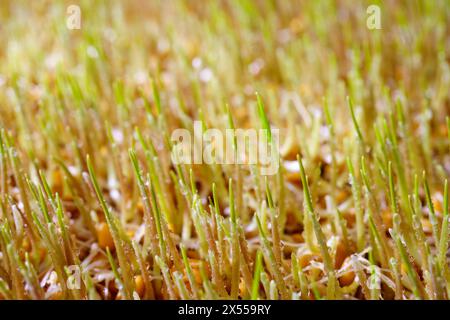 Frische Weizengras-Setzlinge aus nächster Nähe, beleuchtet von der Sonne. Veganes gesundes Essen. Stockfoto