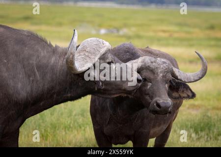 Kap-Büffel im Amboseli-Nationalpark im Kajiado County, Kenia, Ostafrika. Stockfoto