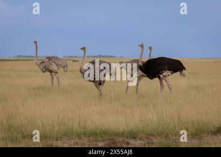 Gruppe von Straußen im Amboseli Nationalpark im Kajiado County, Kenia, Ostafrika. Stockfoto