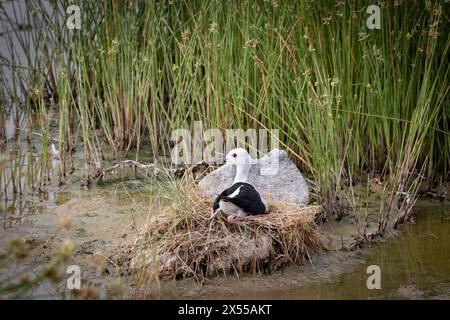 Schwarzflügelige Stelzenvögel nisten im Amboseli-Nationalpark im Kajiado County, Kenia, Ostafrika. Stockfoto