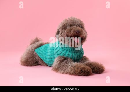 Niedlicher Toy Poodle Hund im gestrickten Pullover auf rosa Hintergrund Stockfoto