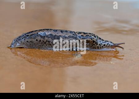 Nahaufnahme einer Tigerschnecke, Seitenansicht Stockfoto