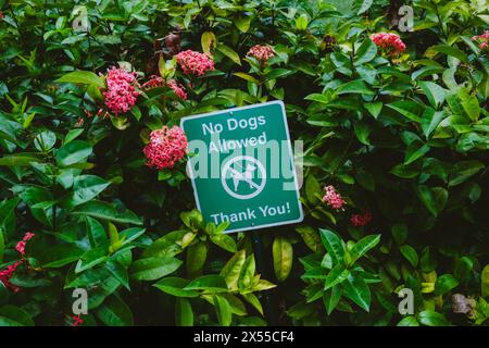 Grünes Schild Mit Den Worten "Keine Hunde Erlaubt. Danke, Das Hotel Liegt Mitten In Den Pflanzen Und Rosa Blumen Stockfoto