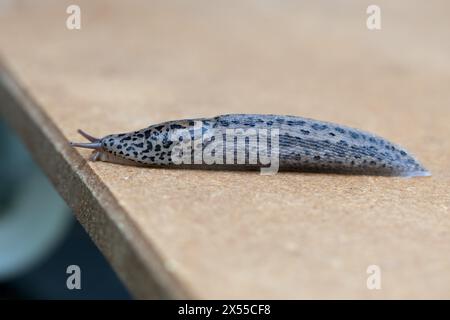 Seitenansicht einer auf einem Holzbrett krabbelnden Zierschnecke Stockfoto