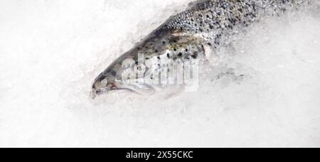 Frischer Lachs liegt in Eis auf der Theke Stockfoto