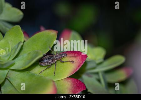 PANTOMORUS CERVINUS. GORGOJO DE LA ROSA EN PLANTA SUCULENTA Stockfoto