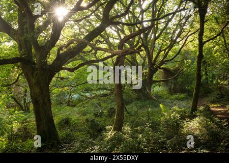 Sonnenlicht strömt in Laubwälder in den Quantock Hills. Woodlands Hill Wood in der Nähe von Nether Stowey, Somerset, England. Herbst (September) 2023. Stockfoto