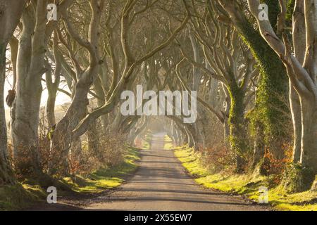 Die berühmte Allee mit Buchen, The Dark Hedges, in der Nähe von Stranocum, County Antrim, Nordirland. Frühjahr (März) 2024. Stockfoto