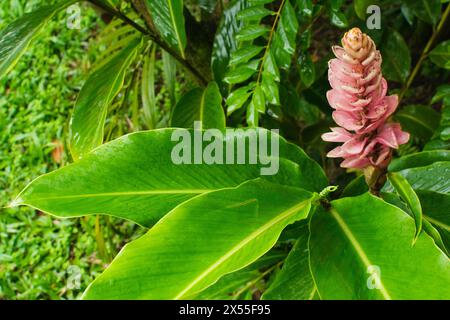 Alpinia purpurata Pflanze, auch bekannt als roter Ingwer. Pflanzen und Blumen, Garten. Naturschutz. Stockfoto