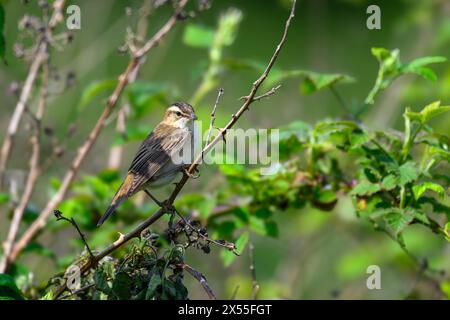 Seggenkraut, Akrocephalus schoenobaenus, auf einem Baum Stockfoto