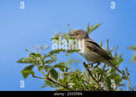Chiffchaff, Phylloscopus collybita, hoch oben auf einem Baumzweig Stockfoto