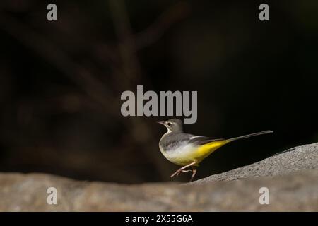 Ein grauer Bachstelz (Motacilla cinerea) in einem Park in Kanagawa, Japan. Stockfoto