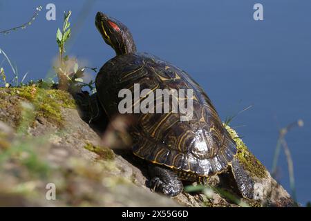 Ein Rotohrschieber oder eine Rotohr-Terrapin (Trachemys scripta elegans) am Ufer eines Sees in Kanagawa, Japan. Stockfoto