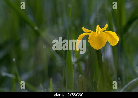 Iris pseudacorus oder gelbe Iris, gelbe Flagge in einem Park in Kanagawa, Japan. Stockfoto