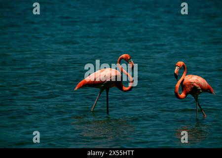 Zwei rosafarbene Flamingos in blaublauem Lagunenwasser an sonnigen Tagen Stockfoto