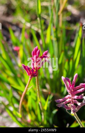 Die rote Kängurupfenblume (Anigozanthos flavidus), die im Südwesten Westaustraliens beheimatet ist, wird zu einer beliebten Schnittblume in Perth, Australien Stockfoto