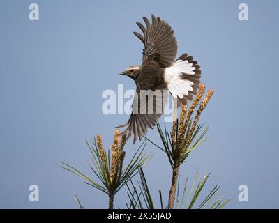 Männliche Zypern Wheatear (Oenanthe cypriaca) im Flug, Troodos, Zypern Stockfoto