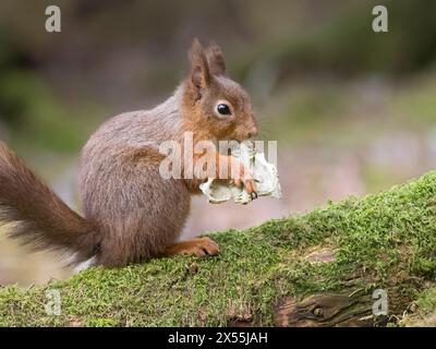 Das rote Eichhörnchen (Sciurus vulgaris) saß auf einem moosigen Zweig und kaute einen Knochen, Cumbria, England, Großbritannien Stockfoto