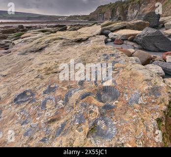 Fossilien am Strand sind Robin Hood's Bay, Yorkshire Coast Stockfoto