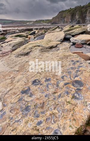 Fossilien am Strand sind Robin Hood's Bay, Yorkshire Coast Stockfoto
