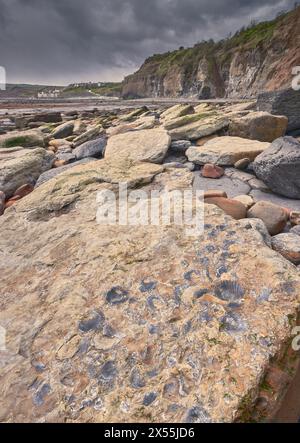 Fossilien am Strand sind Robin Hood's Bay, Yorkshire Coast Stockfoto