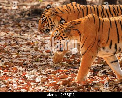 Seitenansicht von zwei Tigern Mutter und Jungtier in voller Länge Seite an Seite auf Teppich aus getrockneten Blättern im kanha Tiger Reserve indien Stockfoto