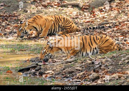 Zwei Tiger Mutter und Jungtier Seite auf voller Länge Hocken und trinken am Wasserloch im kanha Tiger Reserve indien Stockfoto