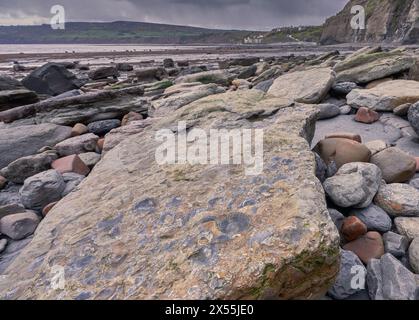 Fossilien am Strand sind Robin Hood's Bay, Yorkshire Coast Stockfoto
