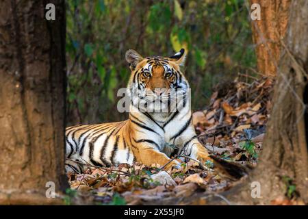 Ein großer Tigerkopf und Schultern, die nach vorne gerichtet liegen, starrt Sie aufmerksam durch eine Lücke zwischen zwei Bäumen Stockfoto