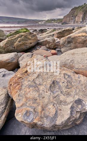 Fossilien am Strand sind Robin Hood's Bay, Yorkshire Coast Stockfoto