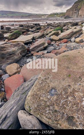 Fossilien am Strand sind Robin Hood's Bay, Yorkshire Coast Stockfoto