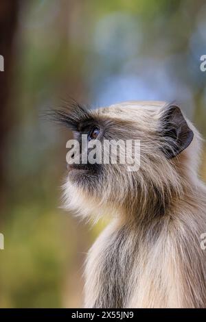 Nahaufnahme des Gesichtsausdrucks und der langen Wimpern des grauen Schamaffen, der in die Ferne im kanha-Nationalpark indien blickt Stockfoto