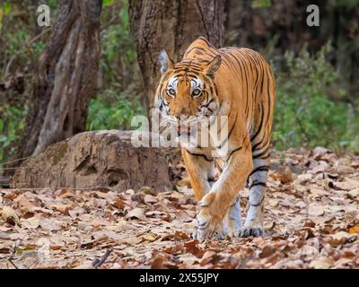 Ein Tiger, der auf dem Laubboden im Dschungel vorwärts geht, blickt mit aufgespitzten Ohren und entblößten Zähnen ins Gesicht Stockfoto