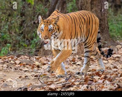 Ein Tiger, der auf dem Laubboden im Dschungel vorwärts geht, blickt mit aufgespitzten Ohren und entblößten Zähnen ins Gesicht Stockfoto