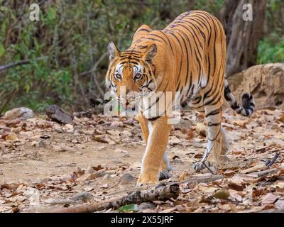 Ein Tiger, der auf dem Laubboden im Dschungel vorwärts geht, blickt mit aufgespitzten Ohren und entblößten Zähnen ins Gesicht Stockfoto