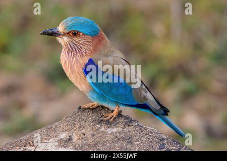 Blick von oben auf den farbenfrohen blauen Vogel der indischen Roller, der auf einem Felsen im kanha-Nationalpark in indien steht Stockfoto