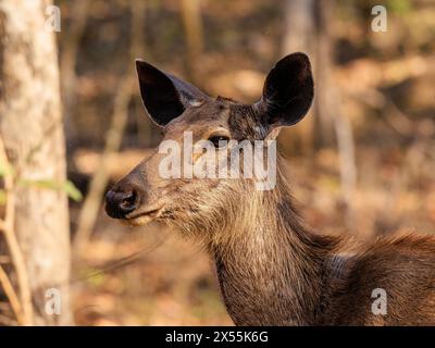 Seitenprofil adulter weiblicher Sambarhirsche Kopf und Hals im Pench-Nationalpark indien Stockfoto