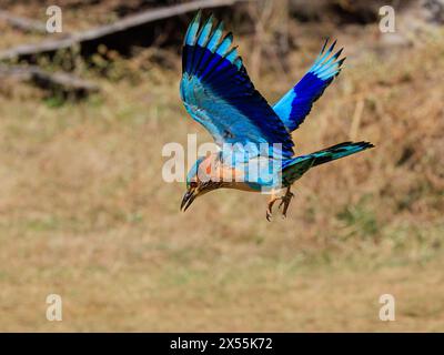 Eine farbenfrohe indische Walze im Flug, die mit offenem Schnabel herunterschwingt und auf der Unterseite der Flügel leuchtend blau zeigt Stockfoto