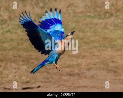 indischer Roller Heller Vogel mit dunkelblauem Streifen im Flug, der nach oben fliegt und die Unterseite der Flügel zeigt Stockfoto