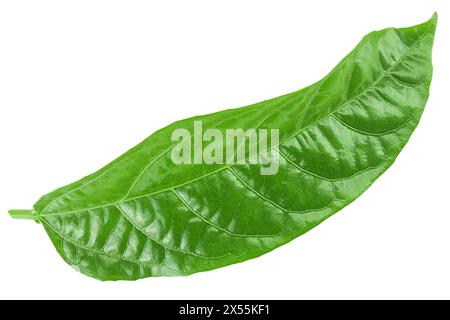 Blatt der Passionsfrucht oder Maracuja isoliert auf weißem Hintergrund. Draufsicht. Flache Lagen Stockfoto