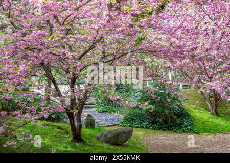 Im Frühling blühen rosa Kirschbäume im japanischen Garten (oder dem Graden des Friedens), der von Isamu Noguchi im UNESCO-Hauptquartier in Paris, Frankreich, geschaffen wurde Stockfoto