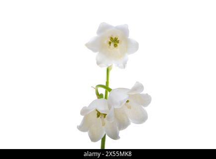 lily of the Valley blüht isoliert auf weißem Hintergrund Stockfoto