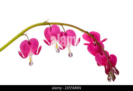 dicentra blüht isoliert auf weißem Hintergrund Stockfoto