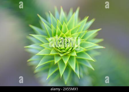 Der Astkopf eines Affen-Puzzle-Baumes, Araucaria araucana, zeigt die perfekt geformten, symmetrisch stacheligen, robusten Blätter Stockfoto