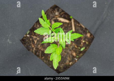 Tomatensämlinge im Boden, die aus Agrofaserlöchern wachsen. Stockfoto