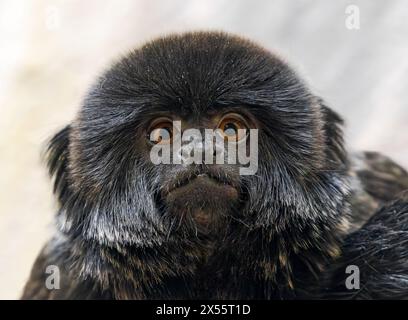 Frontale Nahaufnahme eines Goeldi-Affen (Callimico goeldii) Stockfoto