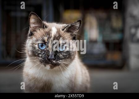 Die weiße und graue streunende Katze mit den blauen Augen, die neben der Mauer in Saratow, Russland, sitzt. Stockfoto