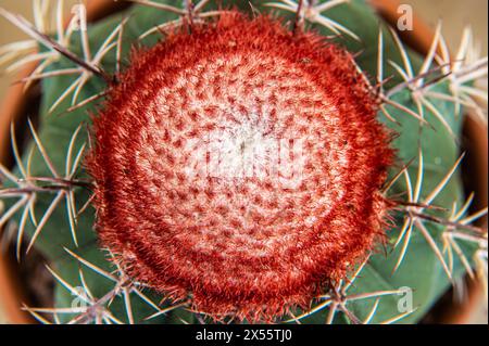 Closeup, runde Form des Kaktus Melocactus Bahiensis / Cactaceae, saftig und trockene Pflanze Stockfoto