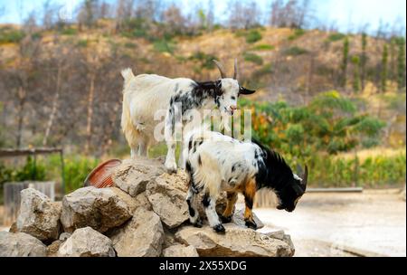 Zwei Ziegen stehen auf Felsen im Zoo. Stockfoto